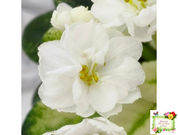 Scales White (Е. и Я. Немчиновы) 2025 г. (детка)