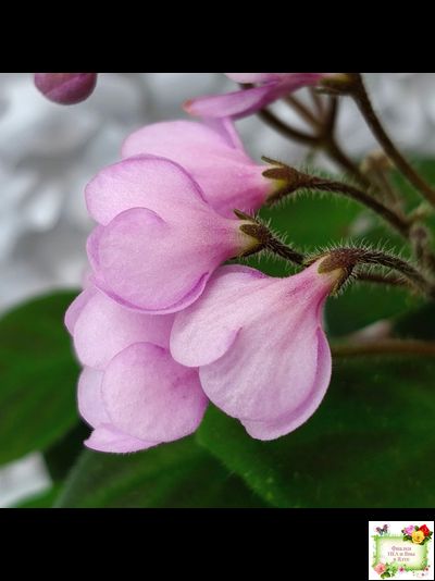 Flashy Trail (H.Pittman) TX Hyb трейлер