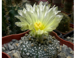 Astrophytum asterias cv.Super Kabuto (Чехия) - 5 семян