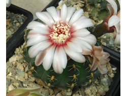 Gymnocalycium bruchii v. niveum VG 536
