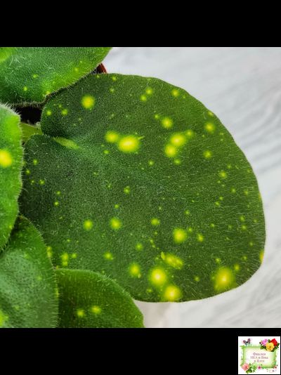 ШН-Космическая Фея (Н. Шушакова) 2019 г.