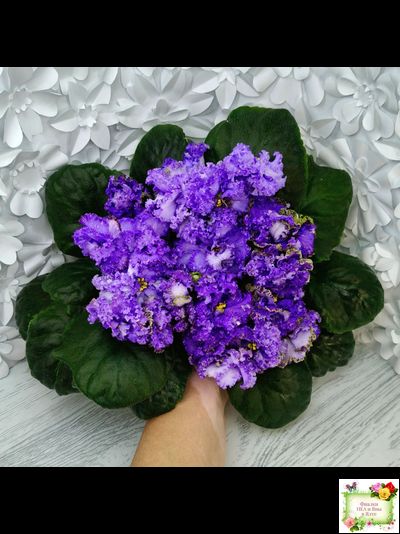 БР-Маленькое Счастье (С. и Н. Буркацкие) 2020 г.