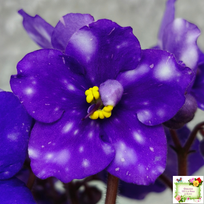 Rivermist Heavenly (J. Baker) (10985) NEW 05/21/2018