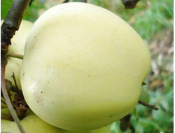 Память Лаврика (яблоня)