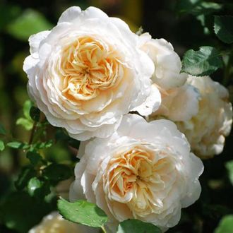 Крокус Роуз (Crocus Rose) роза, ЗКС