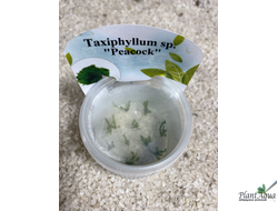 Мох Павлиний (Taxiphyllum sp. Peacock) меристемный