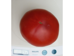 Томат Красный крупный из Хакасии