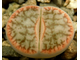 Lithops pseudotruncatella v. riehmerae (syn.edithiae) C097