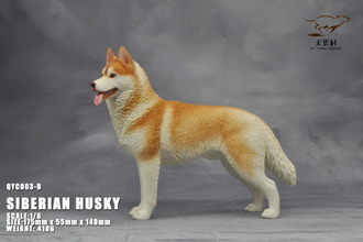 Сибирская хаски (рыжая) - Коллекционная ФИГУРКА 1/6 scale Husky (QYC003B) - QuanYingCun