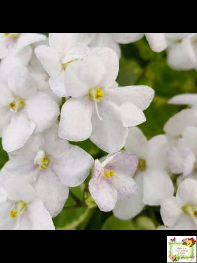 Ва-Банк (Л. Мещерякова) листовая химера (стартер сорт)