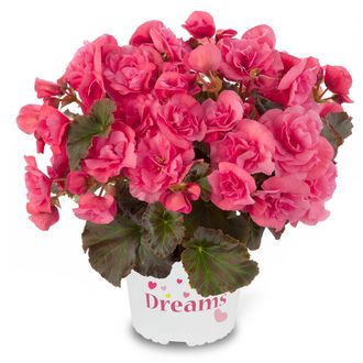 Бегония Begonia Solenia Light Pink