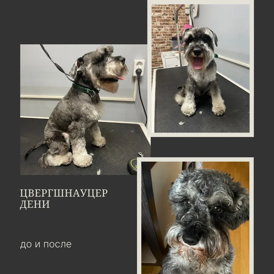 Цвергшнауцер ДЕНИ