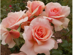 Мазер оф перл (Mother of Pearl), Alain Meilland. Грандифлора