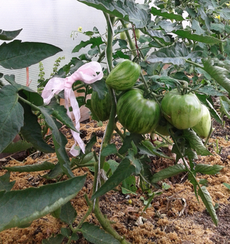 Семена томата Крапчатое сердце Гном