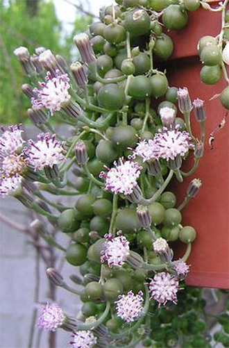 Senecio rowleyanus - Крестовник Роули, старый Роули, зеленые бусики, нить жемчуга