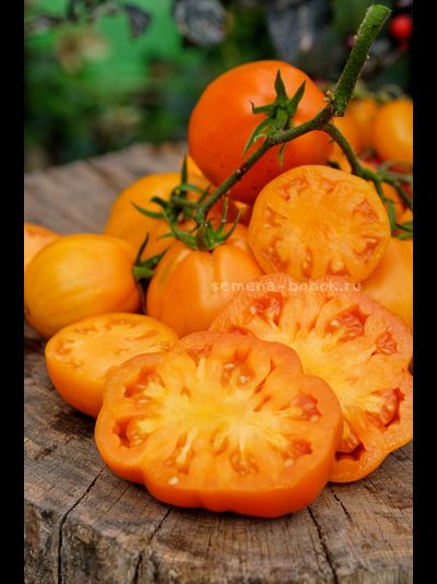 Томат Кошелек Цвета Хурма, 10 шт