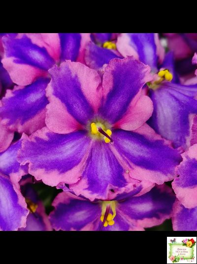 СГ-Каспер (И.Киселёва/С.Голубцова) химера