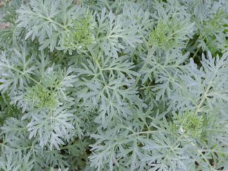 Полынь Зибера (Artemisia sieberi) Иран, 5 мл - 100% натуральное эфирное масло