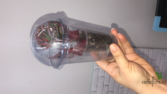 Бегония sp. Julau (широкий лист) розовая