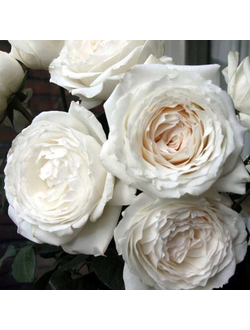 Роза Принцесса Миюки (Princess Miyuki)