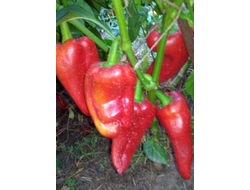 Перец сладкий Горос