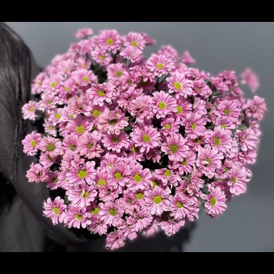 Сантини 15 шт