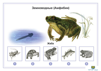 Животные, комбинированное наглядное пособие (СD-диск + 80 карточек)