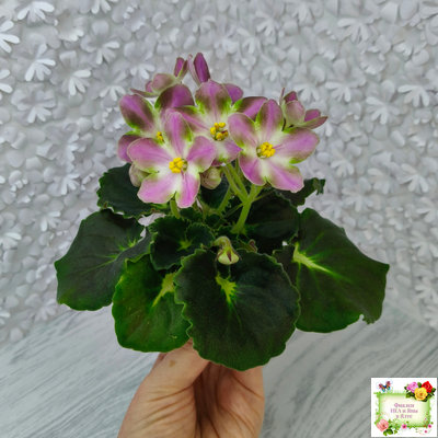 RIV-Амнезия (И. Растегаева) 2024 г. (лист посажен 05.11.25)