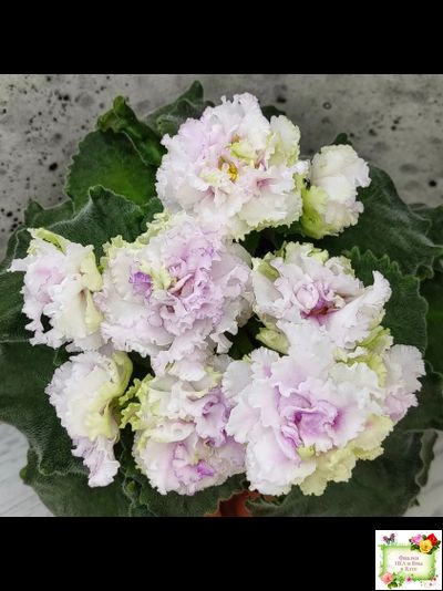 АВ-Свадебное Путешествие (Фиалковод) 2021 г. (лист посажен 03.11.25)