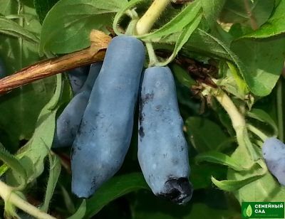 Жимолость "Морена"