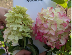 Гортензия метельчатая Фрейз Мельба