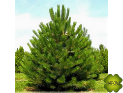 СОСНА ОБЫКНОВЕННАЯ (саженец 20 см)