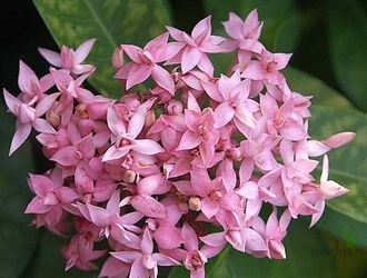 Ixora lobbii (pink and triple petal) / иксора лобби розовая махровая