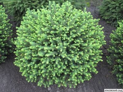 Ель Карел - Karel