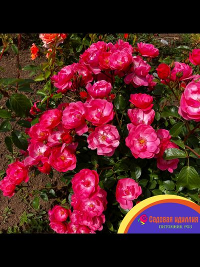 Ангела (Angela)