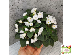 ЛЕ-Жемчужинка (Е. Лебецкая) 2018 г. трейлер