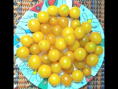 Томат Летнее солнце