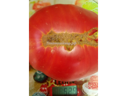 Томат Минусинский от Балуева