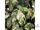 Ficus Erecta variegata / фикус эректа вариегатный