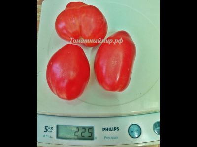 Томат Гном Десперадо ( Отчаянный, Dwarf Desperado)