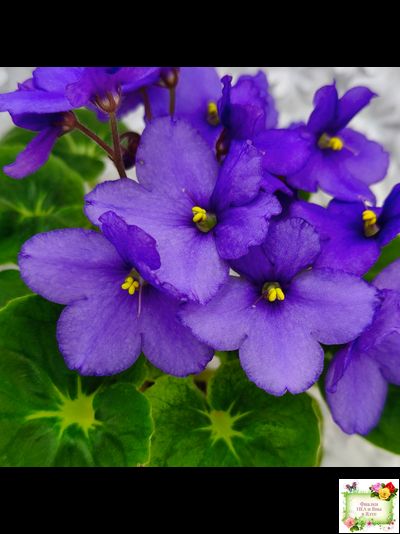 LV-Олег+Алиса (Л. Шевелева) 2025 г. (гёрл-лист с кроновой пестролистностью)