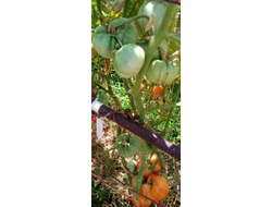 Томат Золотая медаль (Gold Medal)