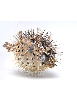 Сухой препарат "Еж-рыба морская"