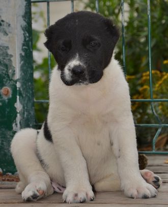 Сука №1. НЭНСИ. Продана г. Челябинск