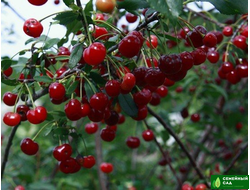 Вишня "Ашинская"