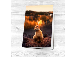 Обложка на паспорт год Кролика №14