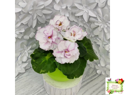 ВаТ-Соло Анфисы (Т. Валькова) 2021 г.