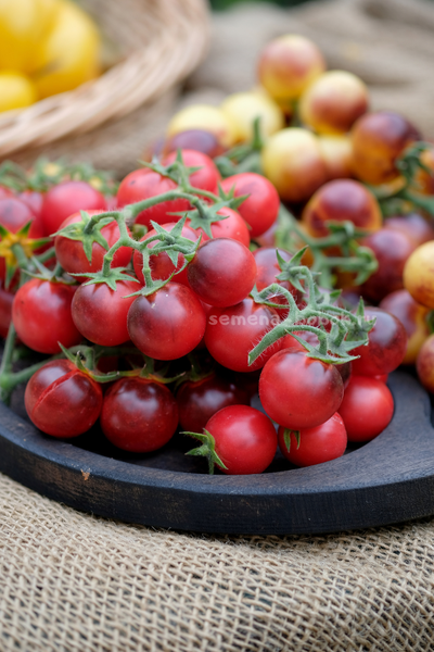 Томат Маленький Красный Корвет (Little Red Corvete), 10 шт