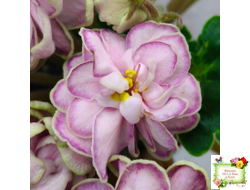 АВ-Варенье из Лепестков Роз (Фиалковод) 2022 г.