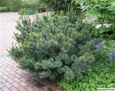 Сосна стланиковая Глаука кедровая - Pinus pumila glauca